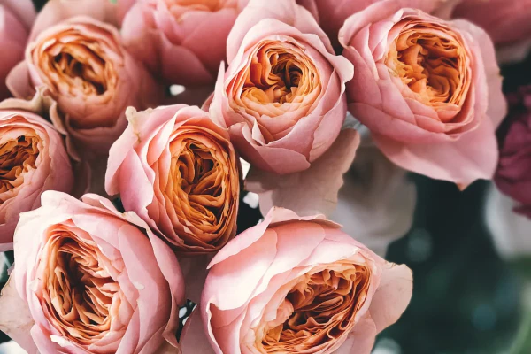 Lorem ipsum dolor sit amet, consectetuer ipsum dolor sit amet.